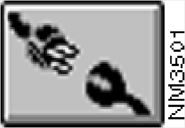 nm3501.gif